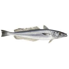 Image result for Merluccius merluccius
