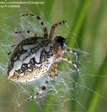 Attēlu rezultāti vaicājumam “Aculepeira ceropegia”