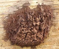 Attēlu rezultāti vaicājumam “Symphytocarpus flaccidus”