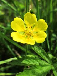 Attēlu rezultāti vaicājumam “Potentilla erecta flower”