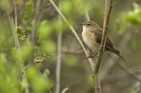 Attēlu rezultāti vaicājumam “Sylvia borin”