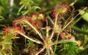 Attēlu rezultāti vaicājumam “Drosera rotundifolia fruit”