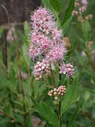 Attēlu rezultāti vaicājumam “Spiraea salicifolia”