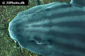 Image result for Poroderma africanum