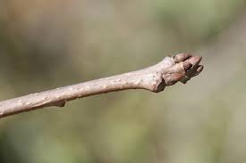 Attēlu rezultāti vaicājumam “Cribraria macrocarpa stalked”