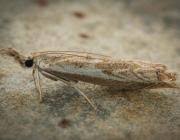 Attēlu rezultāti vaicājumam “Platytes alpinella”