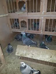 Image result for Meridian Racing Pigeon Lofts