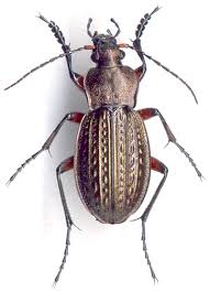 Attēlu rezultāti vaicājumam “Carabus cancellatus”