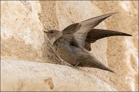 Image result for Ptyonoprogne rupestris