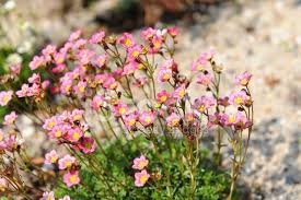 Image result for Steinbrech