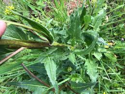 Attēlu rezultāti vaicājumam “Bunias orientalis”