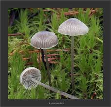 Attēlu rezultāti vaicājumam “Mycena”