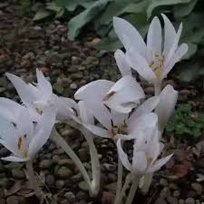 Image result for Herbstzeitlose