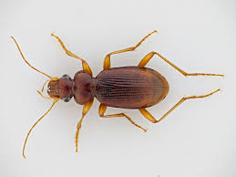 Attēlu rezultāti vaicājumam “Leistus ferrugineus”