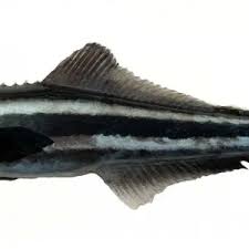 Image result for Rachycentron canadum