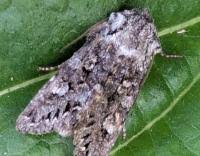 Attēlu rezultāti vaicājumam “Papestra biren”