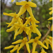 Attēlu rezultāti vaicājumam “Forsythia intermedia flower”