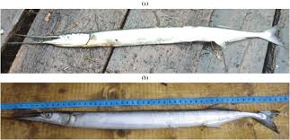 Attēlu rezultāti vaicājumam “Belone belone”