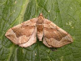 Attēlu rezultāti vaicājumam “Pelurga comitata”