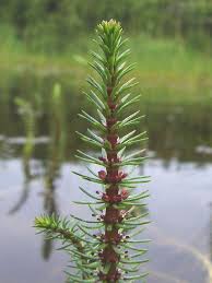 Attēlu rezultāti vaicājumam “Hippuris vulgaris leaf”