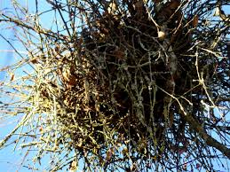 Attēlu rezultāti vaicājumam “Taphrina betulina”