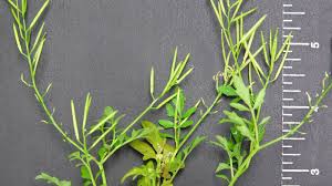 Attēlu rezultāti vaicājumam “Hemitrichia chrysospora young”