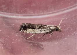 Attēlu rezultāti vaicājumam “Epinotia ramella”