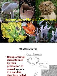 Attēlu rezultāti vaicājumam “Ascomycota”