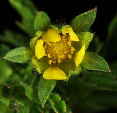 Attēlu rezultāti vaicājumam “Potentilla supina leaf”
