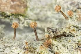 Attēlu rezultāti vaicājumam “Sclerophora coniophaea”