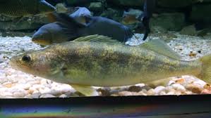 Image result for Sander vitreus