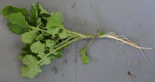 Attēlu rezultāti vaicājumam “Sinapis alba leaf”