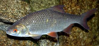 Image result for Rutilus caspicus