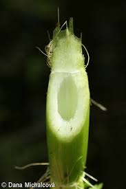 Attēlu rezultāti vaicājumam “Oenanthe aquatica fruit”