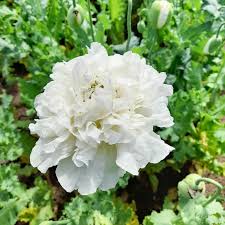 Image result for Papaver somniferum White Cloud