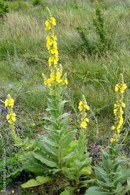 Image result for Verbascum phlomoides