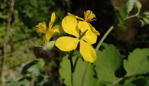 Attēlu rezultāti vaicājumam “Chelidonium majus flower”