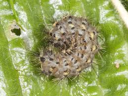 Attēlu rezultāti vaicājumam “Phragmatobia fuliginosa larva”