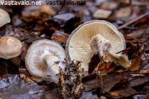 Attēlu rezultāti vaicājumam “Diderma radiatum young”