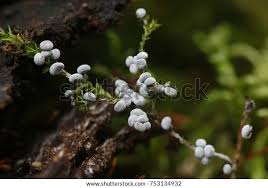 Attēlu rezultāti vaicājumam “Physarum cinereum”