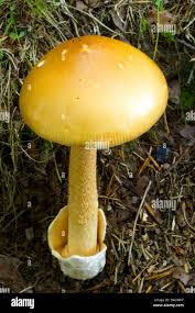 Attēlu rezultāti vaicājumam “Amanita crocea”