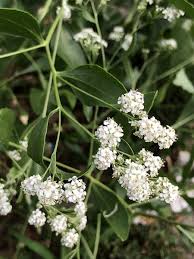 Attēlu rezultāti vaicājumam “Lepidium latifolium”