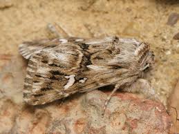 Attēlu rezultāti vaicājumam “Calophasia lunula”