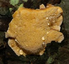 Attēlu rezultāti vaicājumam “Diplomitoporus flavescens”