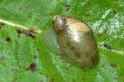 Attēlu rezultāti vaicājumam “Succinea”