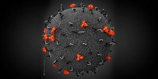 Image result for фотография вируса вич