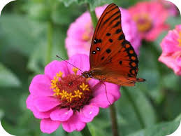 gamravlebis-ის სურათის შედეგი