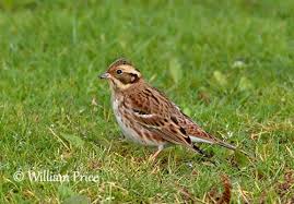 Image result for Emberiza rustica