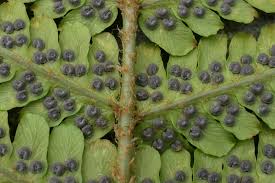 Attēlu rezultāti vaicājumam “Dryopteris affinis”