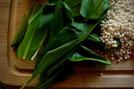 Image result for Bärlauch